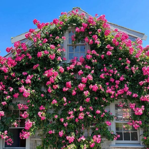 🌺Semena vrtnic vzpenjavka-SI