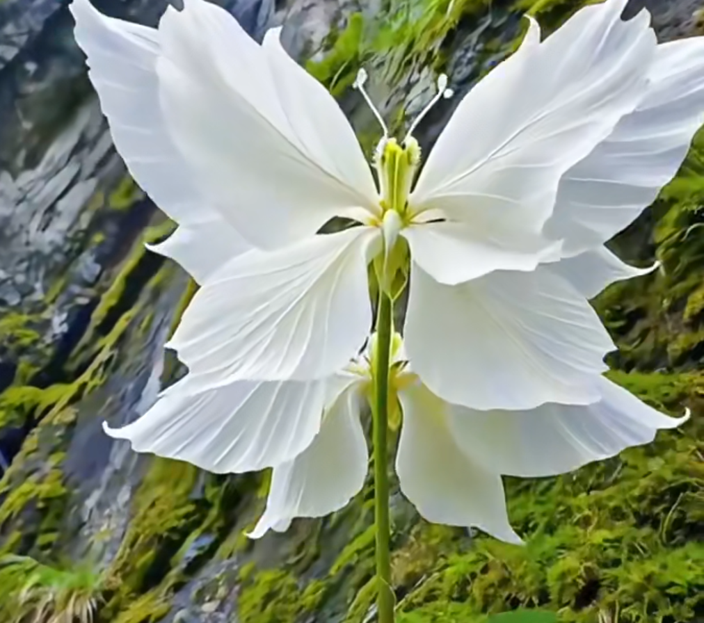 Seme za rože Magic Angel Butterfly-SI