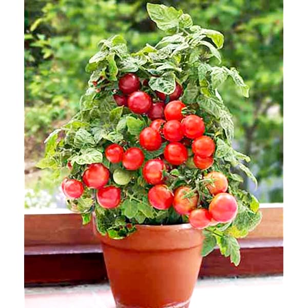 🍅🍅Semena pritlikavih paradižnikov v lončkih - GR