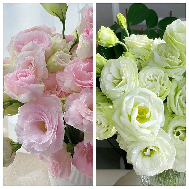 🔥Paskutinė išpardavimo diena💝Eustoma bespygliuočių rožė💐Lisianthus sėklos-LT