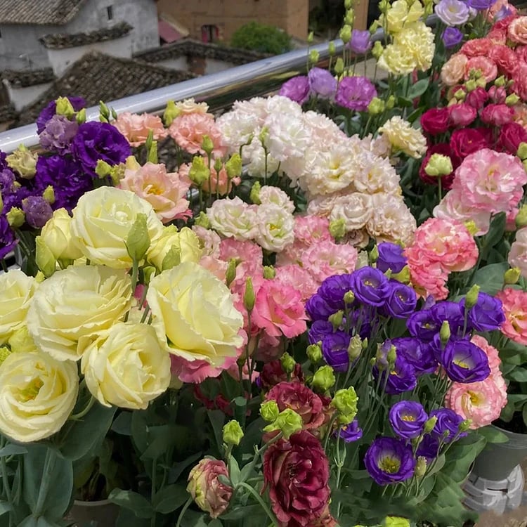 🔥Zadnji dan prodaje💝Eustoma Thornless Rose💐Semena Lisianthusa-SI