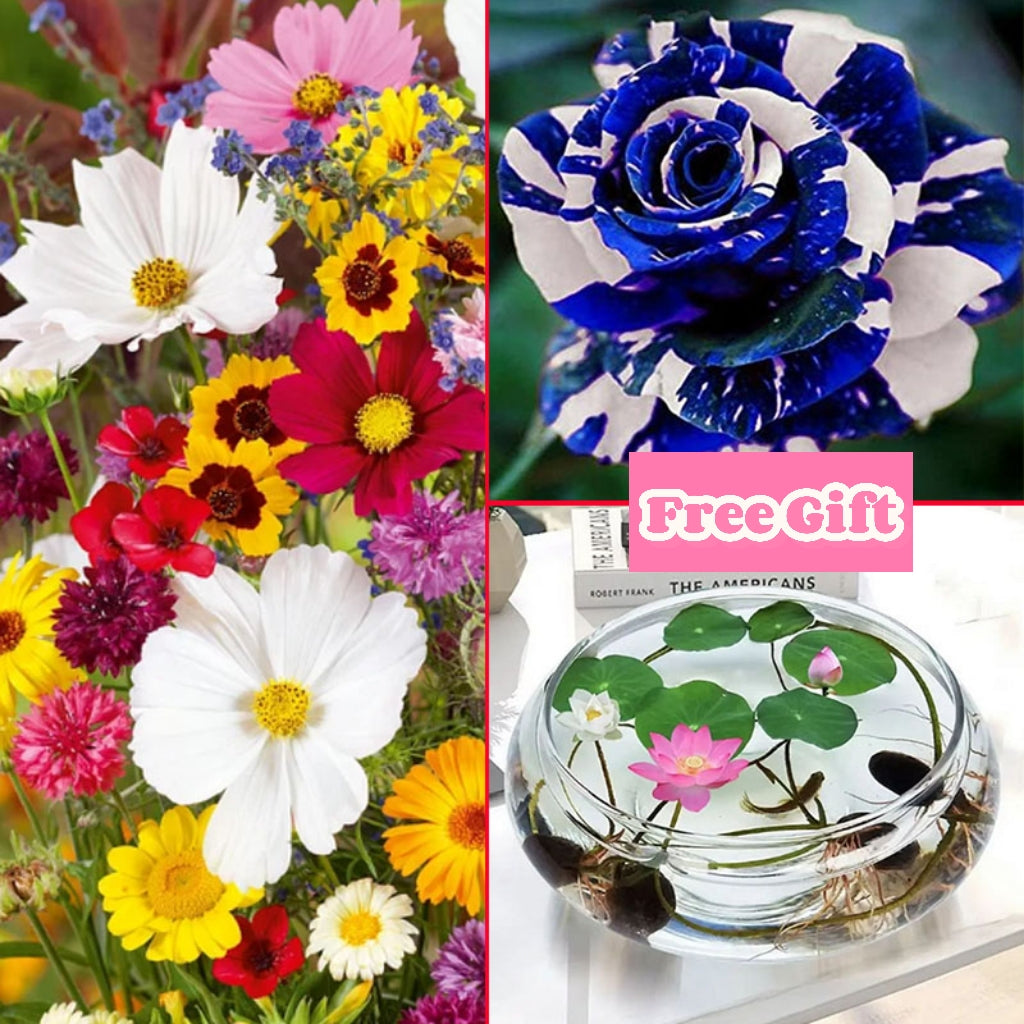 🔥Τελευταία ημέρα εκπτώσεων💐Μεικτοί σπόροι πολυετών λουλουδιών - πάνω από 60 μικτές ποικιλίες-GR