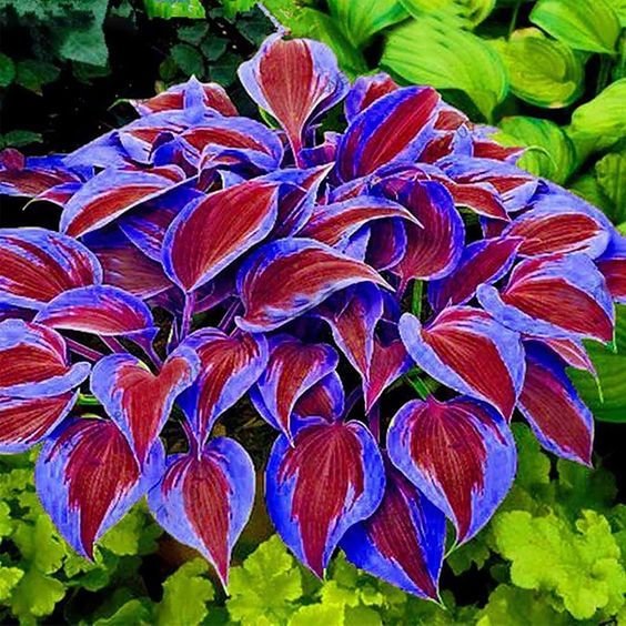 🍃Σπάνιοι Πολύχρωμοι Σπόροι Hosta-GR