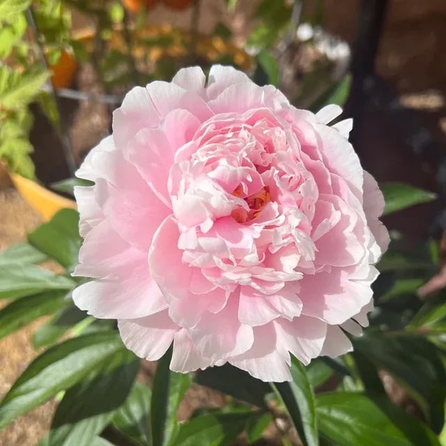 🔥PASKUTINĖ DIENA 45% NUOLAIDA🌺GĖLIŲ KARALIENĖ - DVIGUBA PUTŲ FORMA-LT