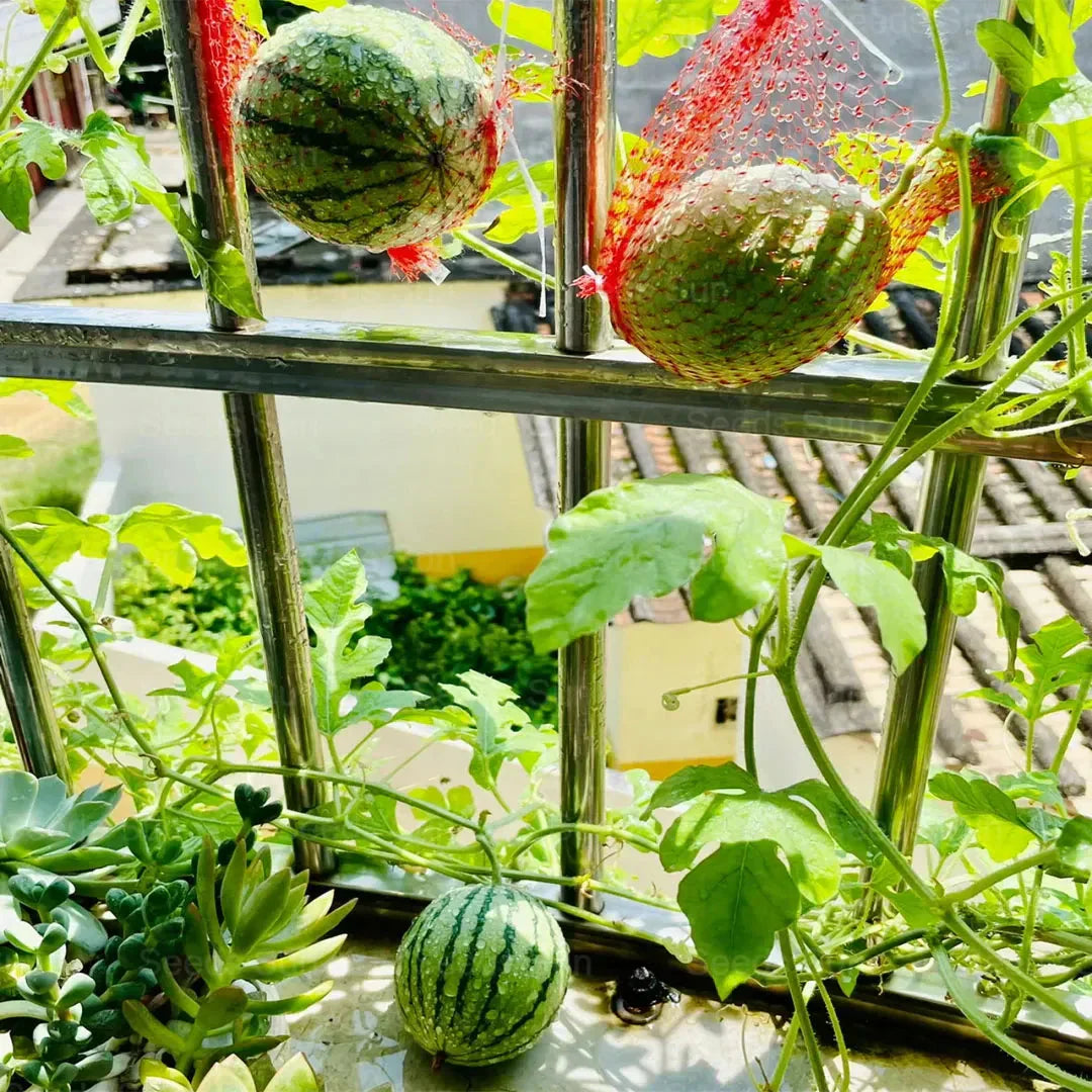 🍉Κόκκινο Νεφρίτη της Πρώιμης Άνοιξης – ένα γλυκό καρπούζι που θα ενθουσιάσει όλη την οικογένεια-GR