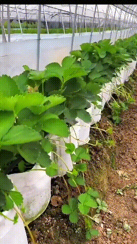 【10 vnt.】🌱 3/4/5/7/10 galonų daržovių/gėlių/augalų auginimo maišeliai, stiprūs neaustiniai auginimo maišeliai-LT