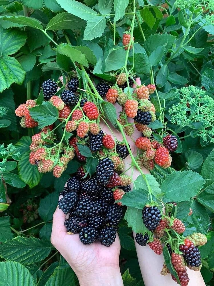 Semena velikanske črne maline-SL