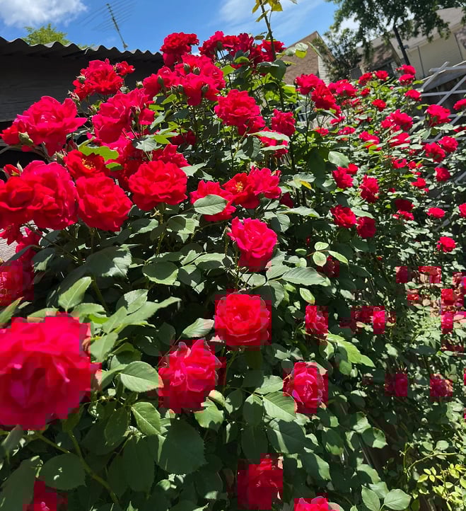 🌺Semena vrtnic vzpenjavka-SI
