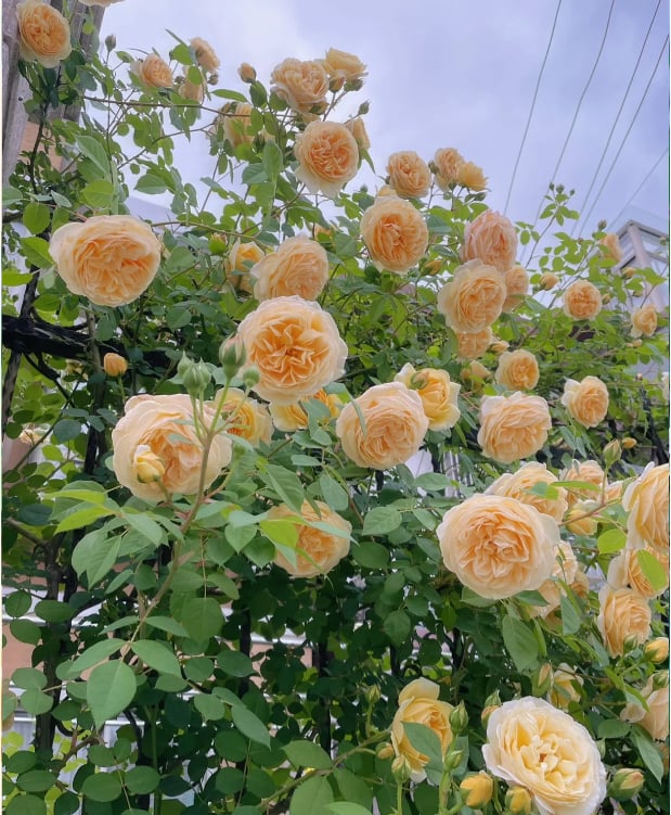 🌺Semena vrtnic vzpenjavka-SI