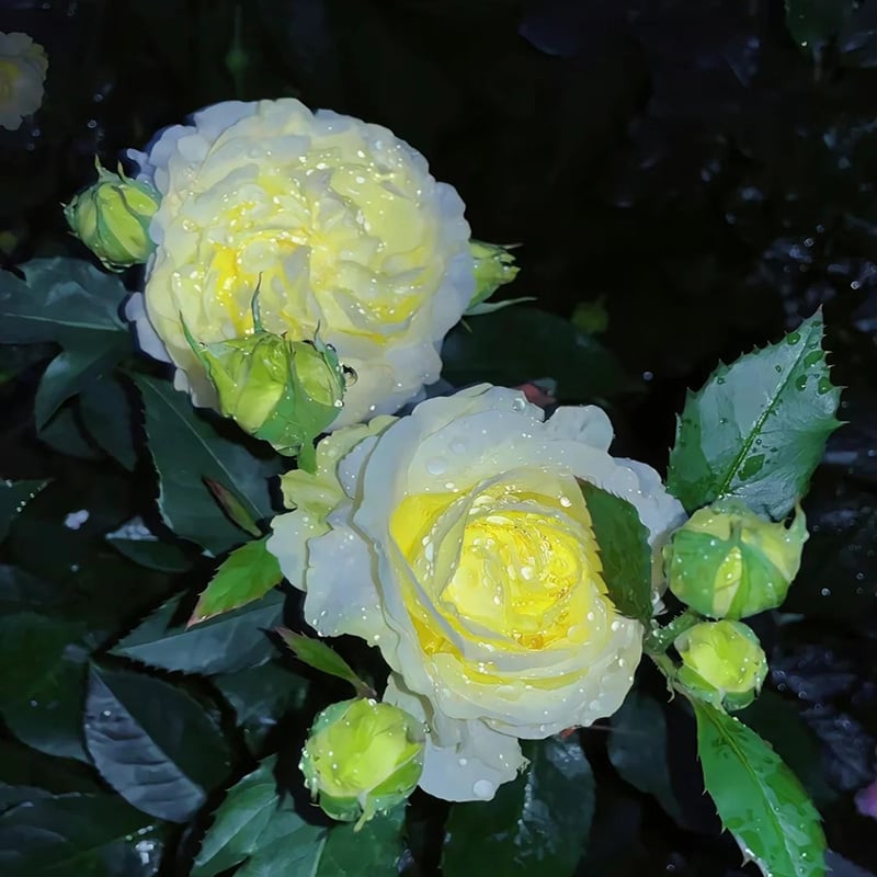 🔥Paskutinė išpardavimo diena💝Eustoma bespygliuočių rožė💐Lisianthus sėklos-LT