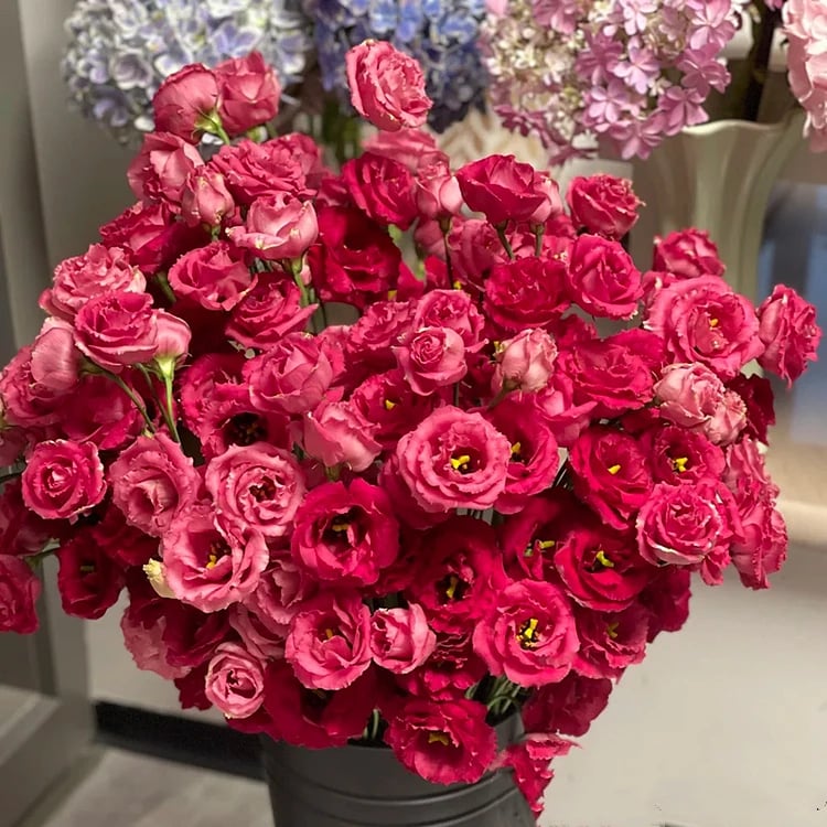 🔥Zadnji dan prodaje💝Eustoma Thornless Rose💐Semena Lisianthusa-SI