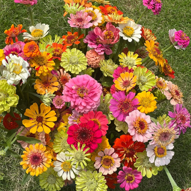 🌺Σπόροι διπλής ζίνιας σε ποικιλία χρωμάτων-EL