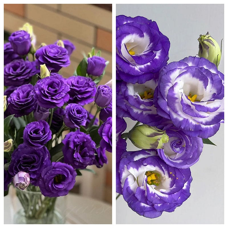 🔥Paskutinė išpardavimo diena💝Eustoma bespygliuočių rožė💐Lisianthus sėklos-LT