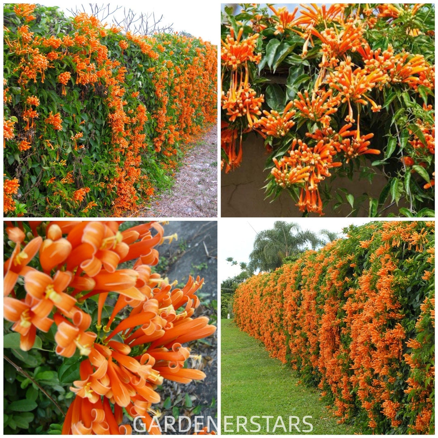 Fejerverkų gėlių sėklos-LT