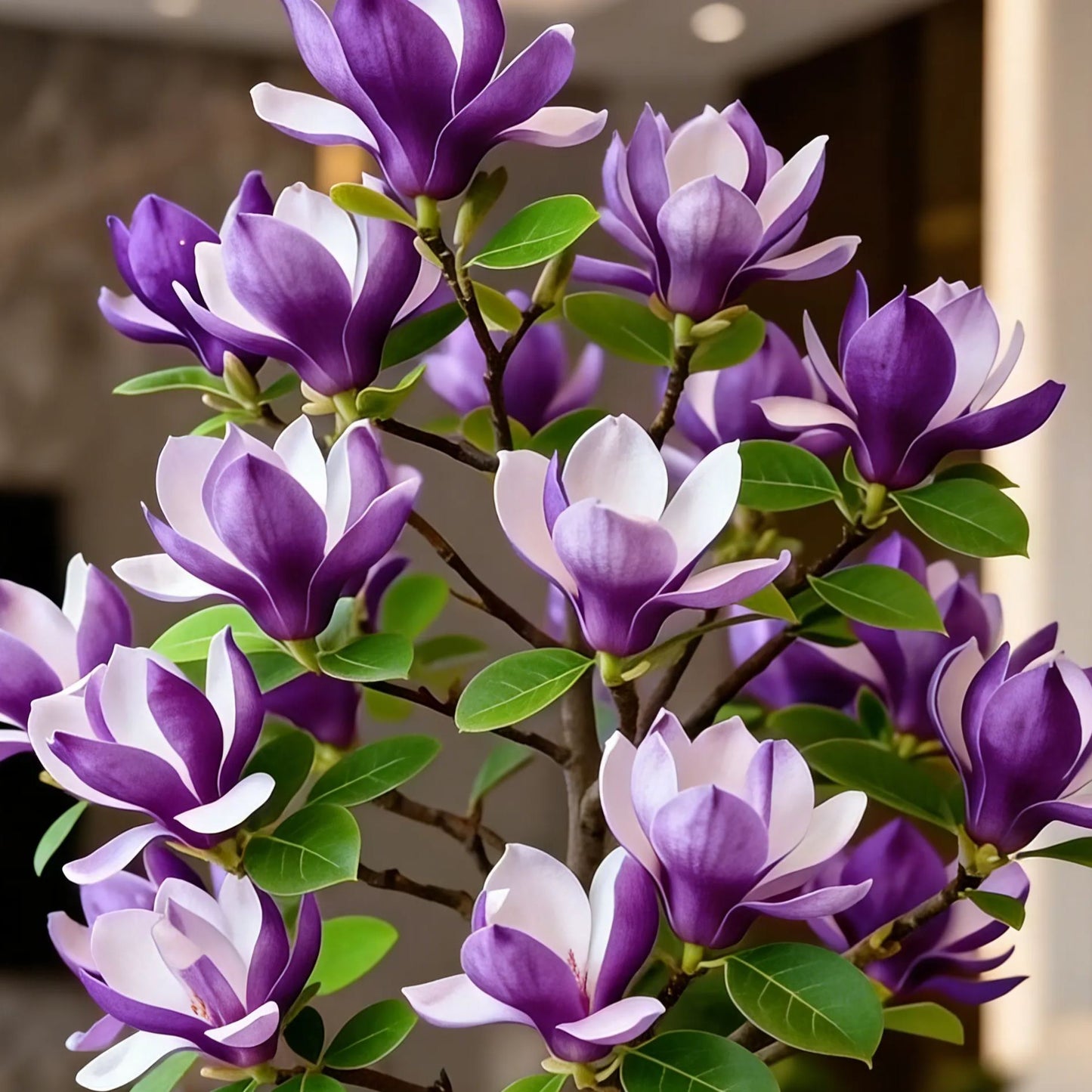 Magnolia liliiflora (μαύρες ορχιδέες) βολβοί 🌸 Τα λουλούδια κρύβουν τα φύλλα, το άρωμα γεμίζει τον αέρα-GR