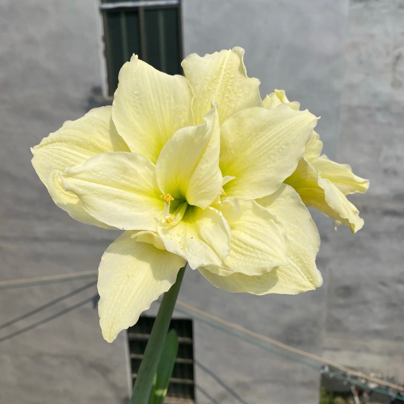 Βολβοί Αμαρυλλίς με Διπλά Άνθη🌼-GR