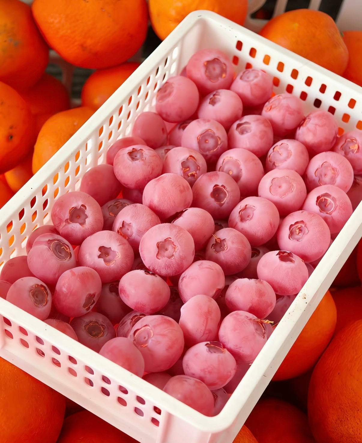 Sjemenke borovnice Pink Bliss – Dvostruka slatkoća-HR