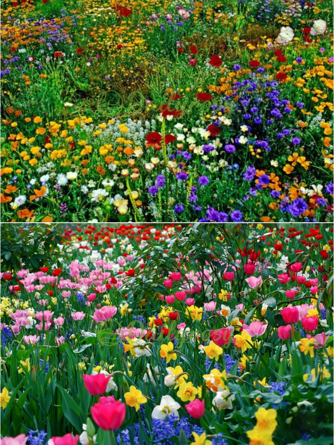 🔥Τελευταία ημέρα εκπτώσεων💐Μεικτοί σπόροι πολυετών λουλουδιών - πάνω από 60 μικτές ποικιλίες-GR