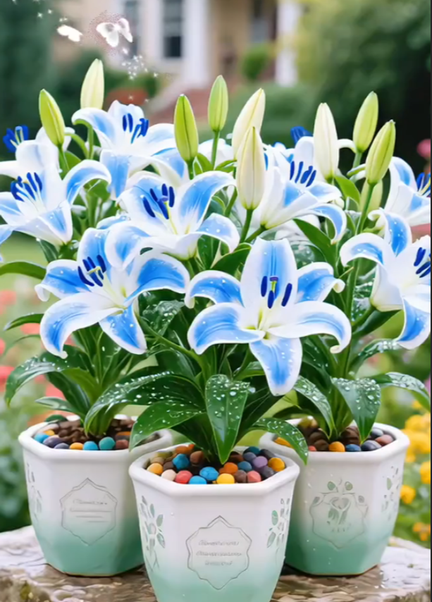 Črna magična lilija 🌺Čebuljice parfumskih lilij – sveže in sladke-SI