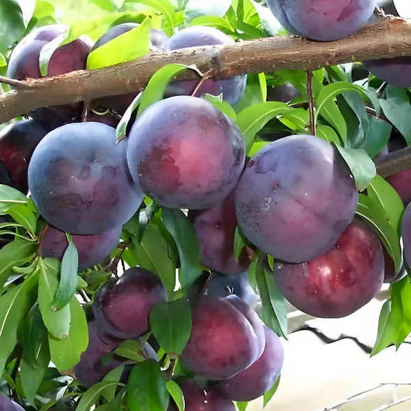 🍑 Skiepytos slyvų sėklos, genetiškai nemodifikuotos, iš paveldimų veislių-LT