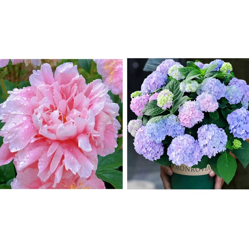 🔥PASKUTINĖ DIENA 45% NUOLAIDA🌺GĖLIŲ KARALIENĖ - DVIGUBA PUTŲ FORMA-LT