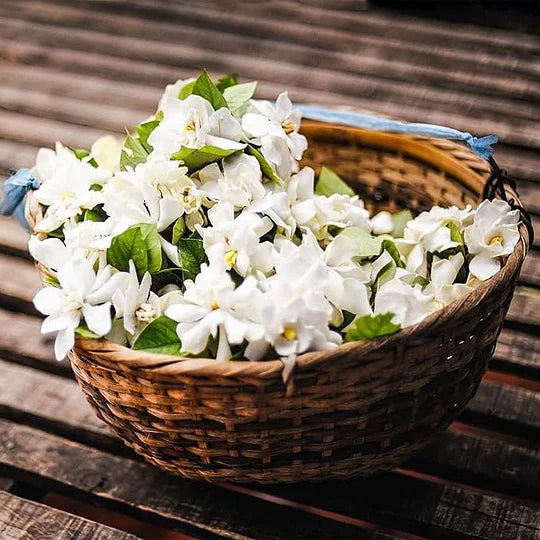 POSLEDNÝ DEŇ AKCIE - ZĽAVA 49% 🌸Krásna kvetináčová rastlina jazmínu (možno vysadiť aj v zime)🌸-SK