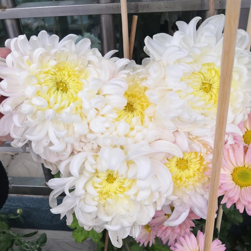 🌺Kvet elegancie🌼Semená obrovskej chryzantémy-SK