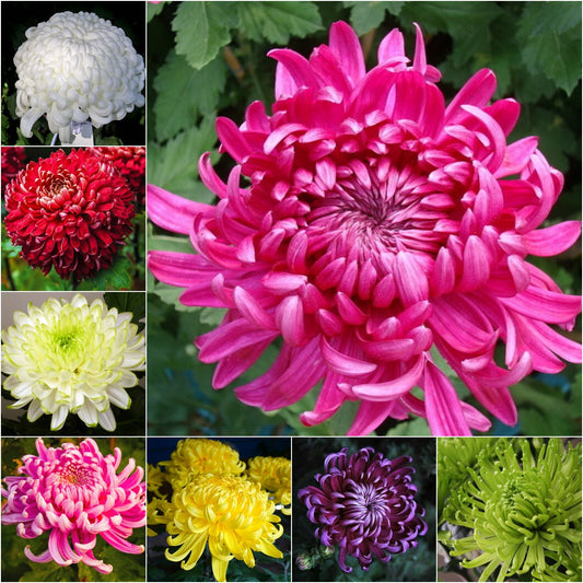 🌺Kvet elegancie🌼Semená obrovskej chryzantémy-SK