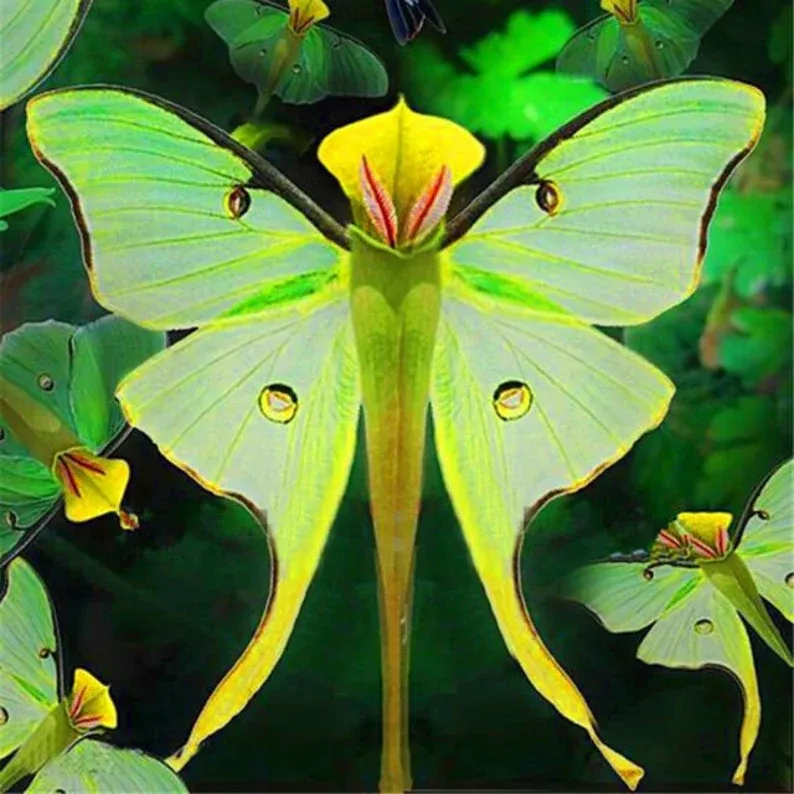Seme za rože Magic Angel Butterfly-SI