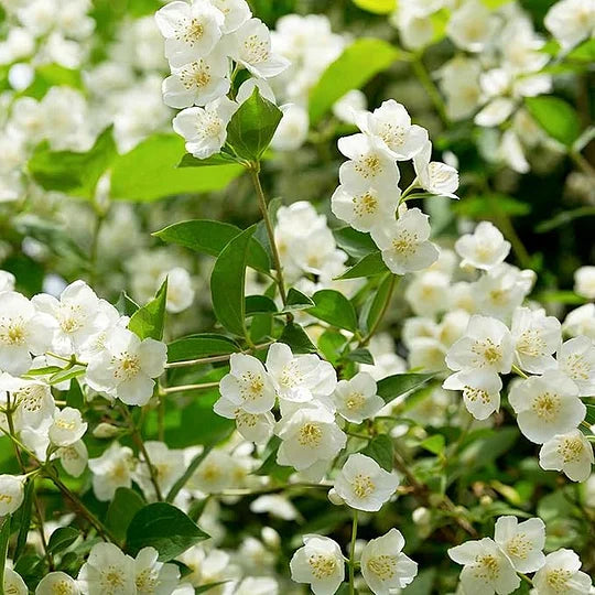 PASKUTINĖ AKCIJOS DIENA - 49% NUOLAIDA 🌸Nuostabus vazoninis jazminų augalas (galima sodinti žiemą)🌸-LT