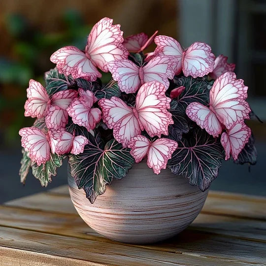 💥 Νέες Μπιγκόνιες 🦋 Σπόροι Μπιγκόνιας Πεταλούδας 🌱 Μπονσάι όπως δεν έχετε ξαναδεί