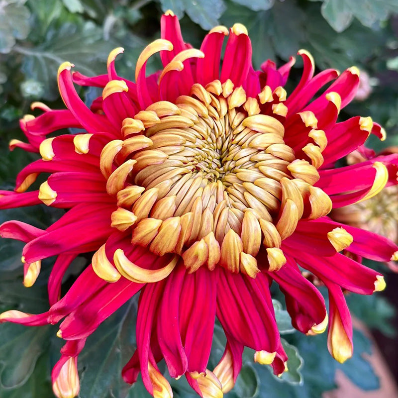 🌺Elegantsi lill🌼Hiiglasliku krüsanteemi seemned-EE