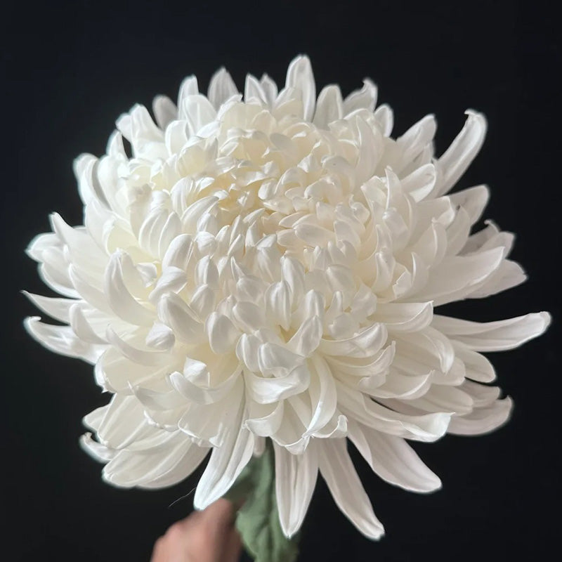 🌺Kvet elegancie🌼Semená obrovskej chryzantémy-SK
