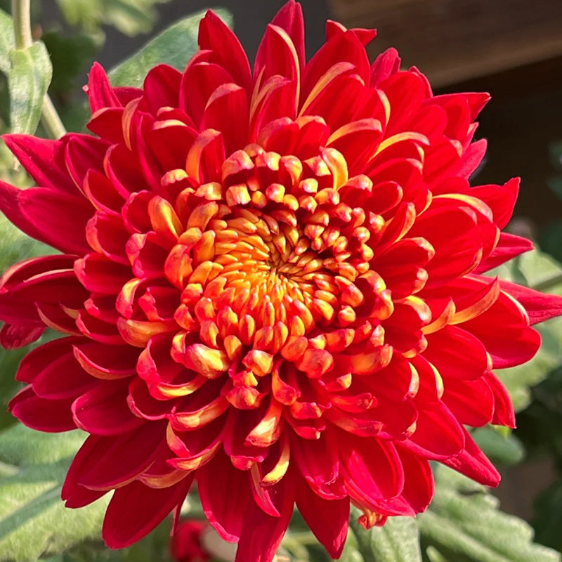 🌺Kvet elegancie🌼Semená obrovskej chryzantémy-SK