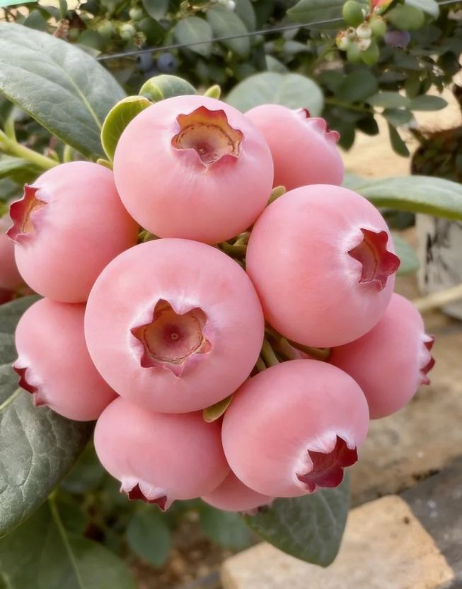 Pink Bliss melleņu sēklas – dubults saldums-LV