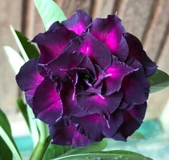 🔥Καλλιεργήστε τη Βασίλισσα της Ερήμου – τώρα σε μειωμένη τιμή!🎁 😍Λατρεύει την άνθιση, έχει μεγάλη περίοδο ανθοφορίας 🌵 Τριαντάφυλλο της Ερήμου-GR