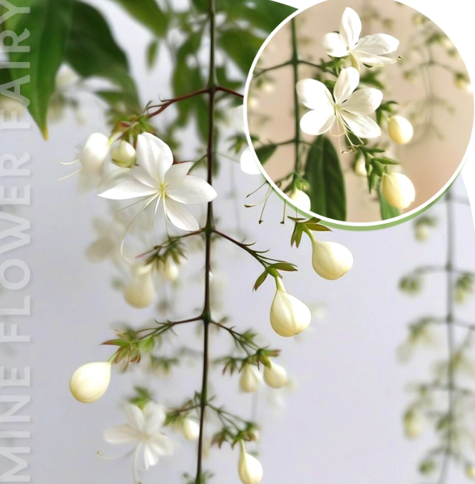 🌸Žiemą kabantis jazminas – svajonių kambarinis augalas🌿❄️-LT