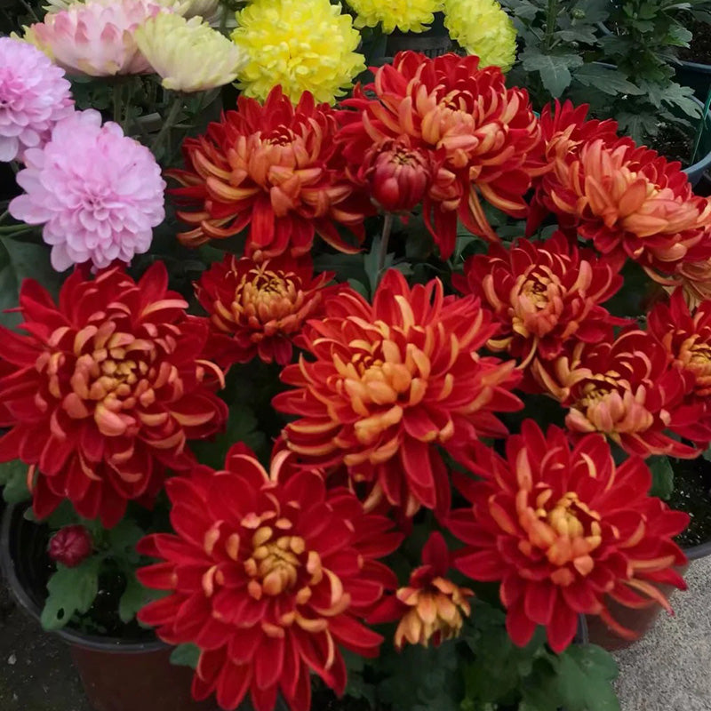 🌺Kvet elegancie🌼Semená obrovskej chryzantémy-SK