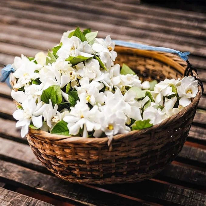 ZADNJI DAN PROMOCIJA 35 % POPUSTA 🌸 Lončnica jasmina (🌱Zagotovljeno preživetje: Brezplačna zamenjava🌿)-SI