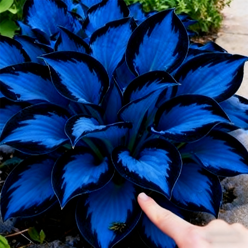 🌌💜 Hosta Purple Heart v omejeni izdaji – globoko, kraljevsko listje, samo tukaj!✨🌿-SI