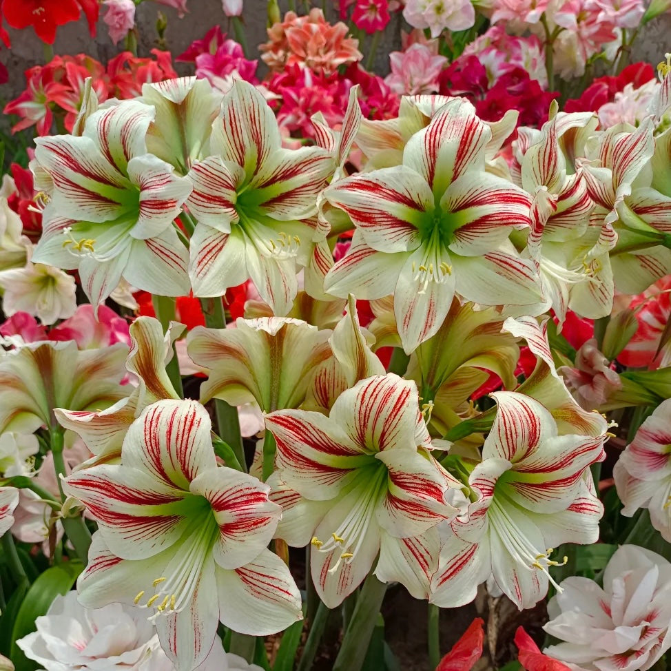 Βολβοί αμαρυλλίς με διπλά άνθη🌼-GR