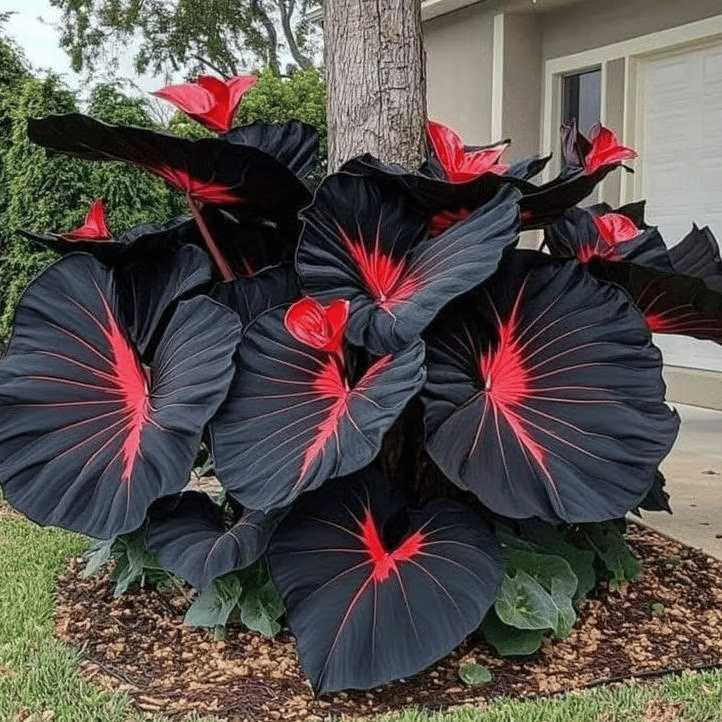 🌿 Redke čebulice Hosta🎁 Posebna ponudba 2025-SI