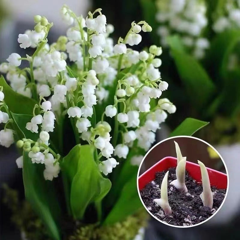 💐ŠMARJA – SREČA PRIDE-SI