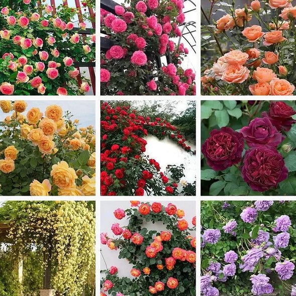 🌺Semena vrtnic vzpenjavka-SI