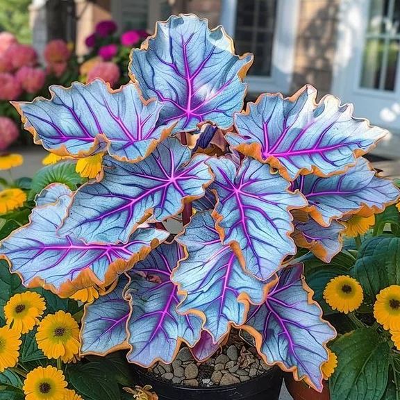 🌿 Πολύχρωμοι σπόροι Hosta – ο βασιλιάς της σκιάς στον κήπο! 🌿-GR