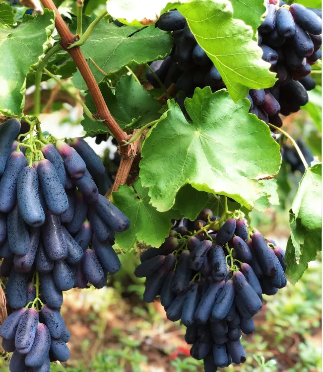 🔥 ZADNJI DAN PROMOCIJA 30% POPUSTA 💜 Sladko safirno grozdje (redke prstne sorte grozdja) 🍇-SI