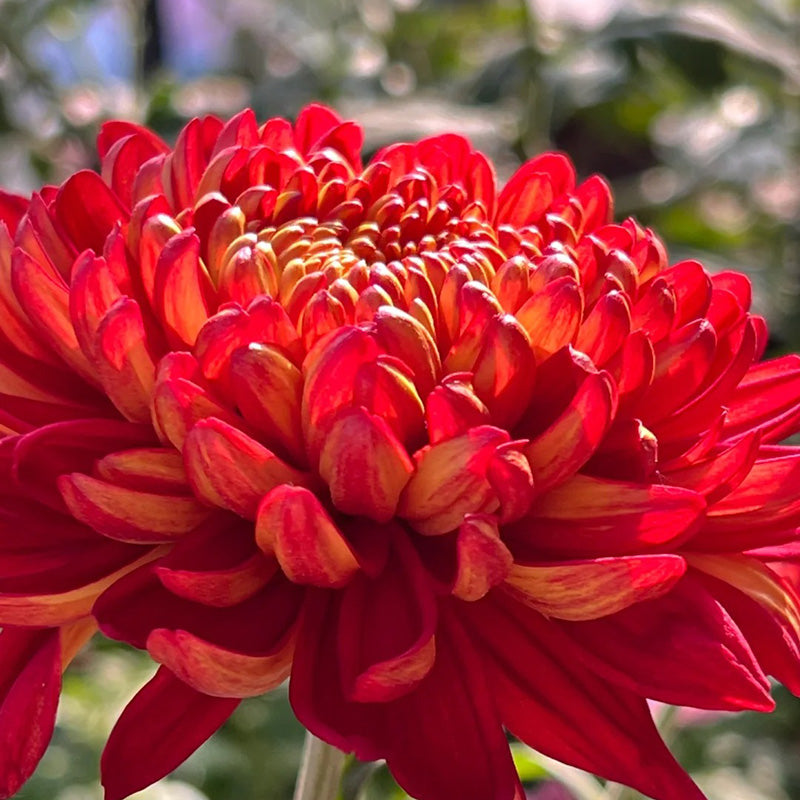 🌺Kvet elegancie🌼Semená obrovskej chryzantémy-SK