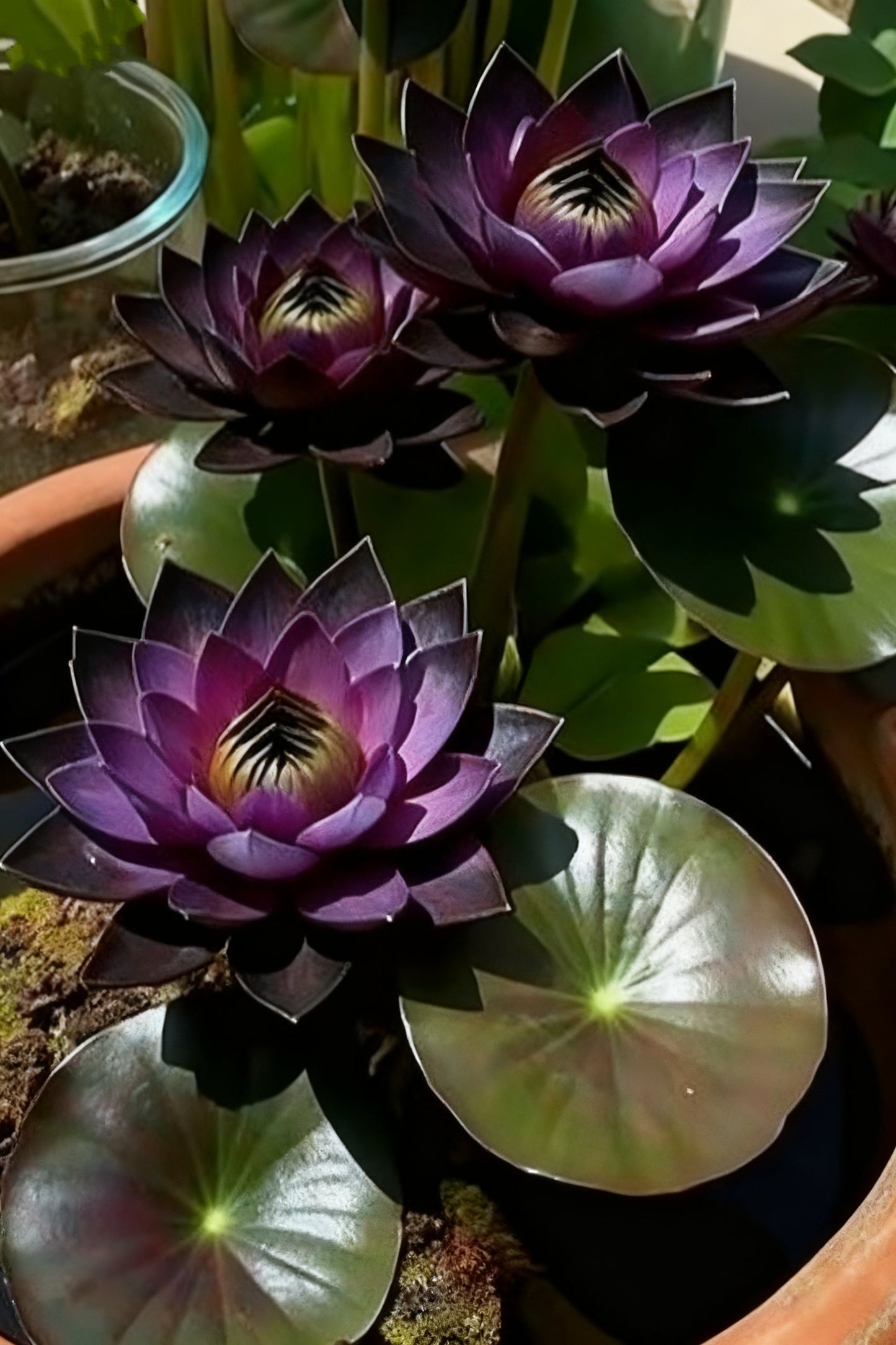 🌌💜 Šešėlinis lotosas – retas grožis jūsų sode🌸-LT
