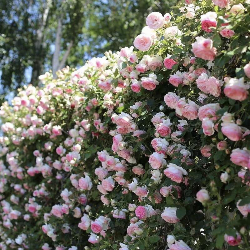 🌈 Vrhunske plezalne vrtnice 🌹 Hitro rastoče, enostavne za nego in zelo dišeče ✨ Popolne za vsak vrt-SI