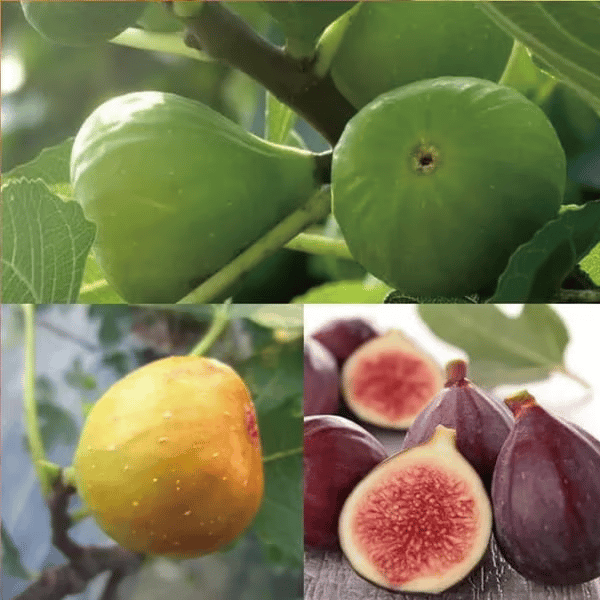 🏆Πάνω από 65.000 ΠΟΥΛΗΘΗΚΑΝ!🌿Σπόροι Σύκου – Εύκολοι στην καλλιέργεια στη βεράντα και το μπαλκόνι σας στο σπίτι-GR